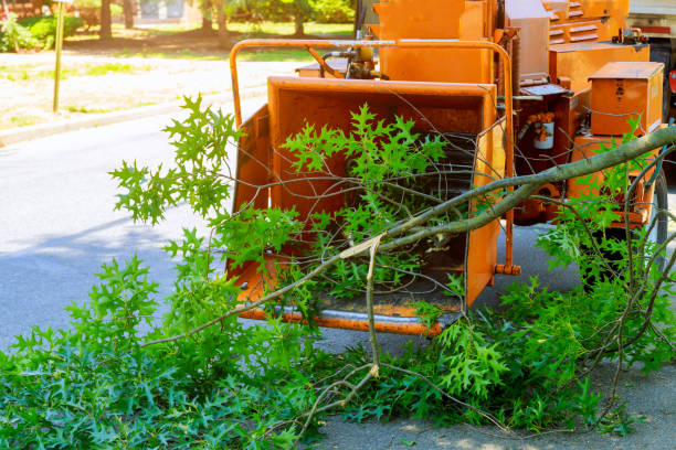 Best Fruit Tree Pruning  in Palisade, CO